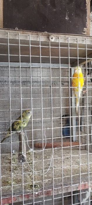 Vendo um casal de red rump e 2 machos e 1 fêmea de kakarakis