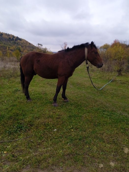 Продам жеребця  3 роки