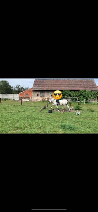 Sprzedam dwie klacze