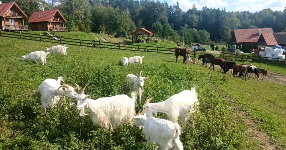 Agroturystyka Noclegi Bieszczady