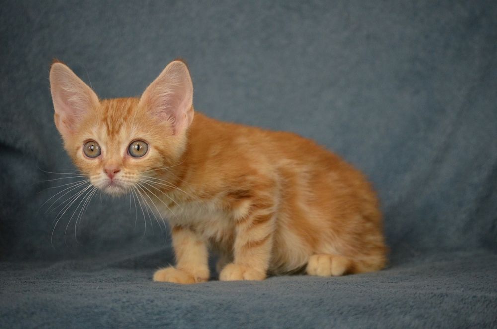 Котик красунчик 2.5 місяці