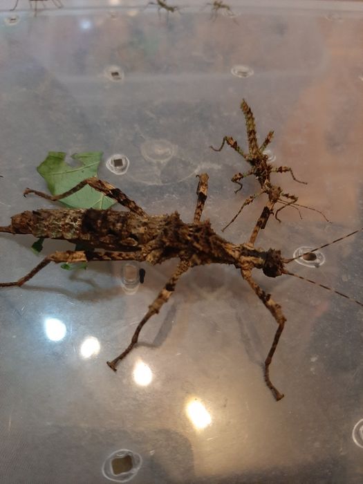 Straszyk North Luzon 10szt