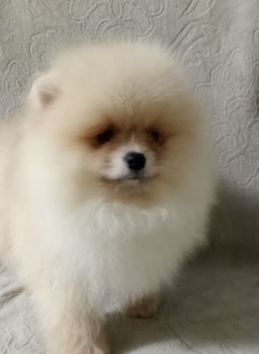 Шпіцик крем-соболь