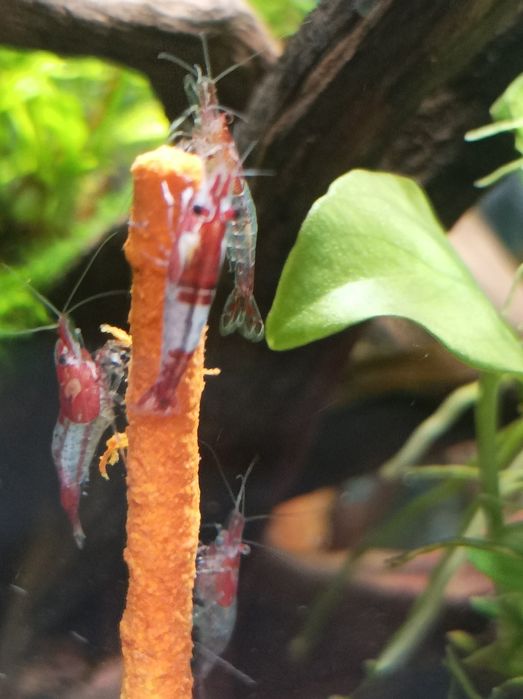 Krewetki Red rili