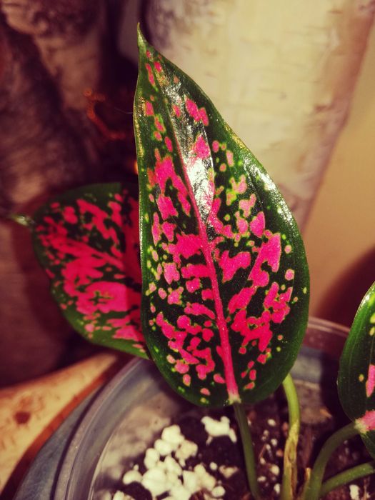 Aglaonema NOID Pink mutation variegata Monstera roślina hobby ogród