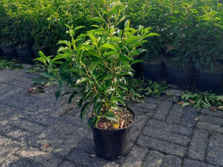 Laurowiśnia! Do 200 cm! Novita Caucasica Rotundifolia! Sadzimy!