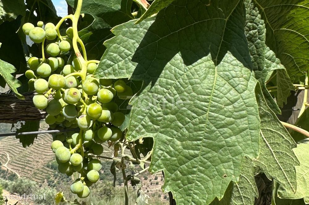 Category B Vineyard with Benefit | Castanheiro do Sul