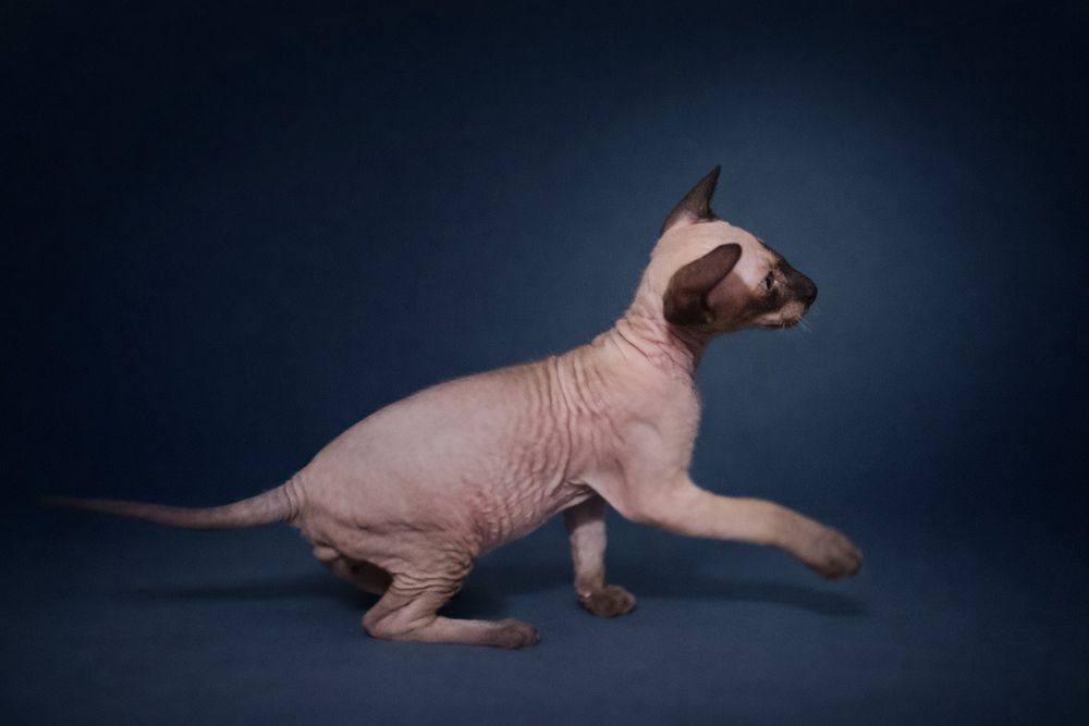 Петерболд окрас колор поінт