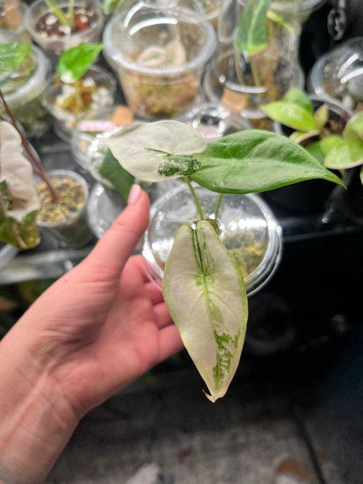 alokazja\alocasia longiloba albo