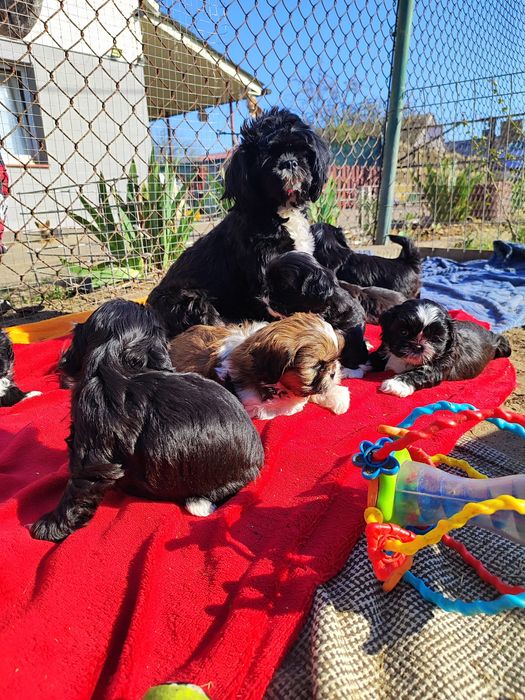 Shih tzu do rezerwacji