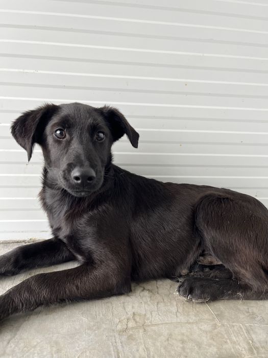 Bebé adorável para Adoção!