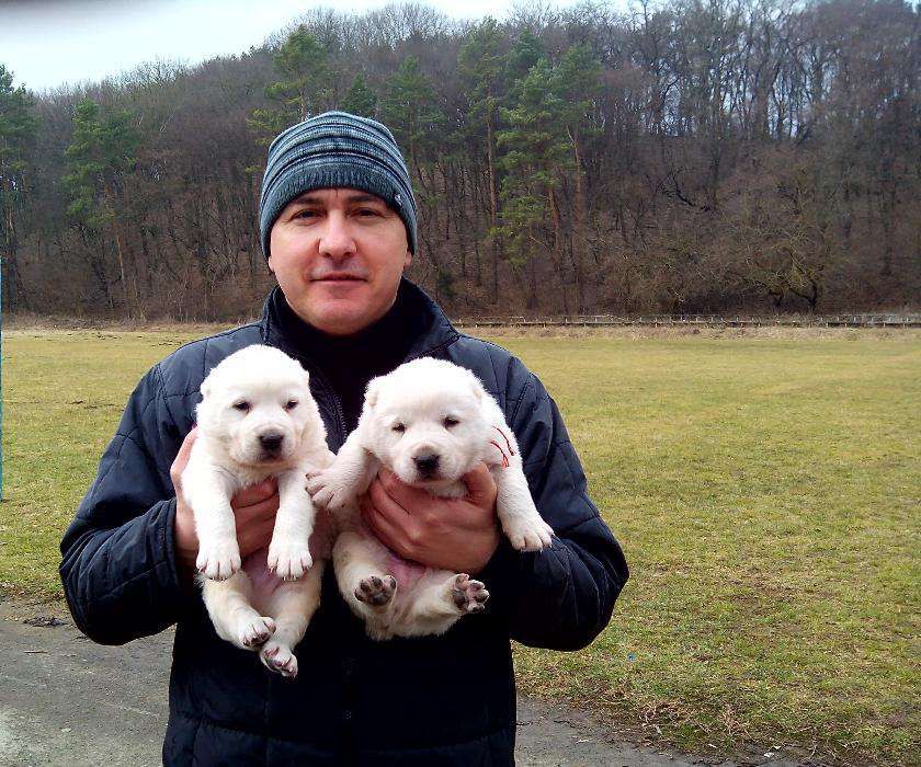 Туркменський Алабай