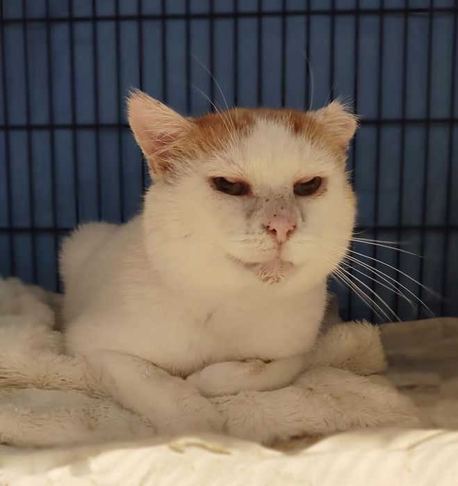 Kot Sasza szuka domu na jesień życia