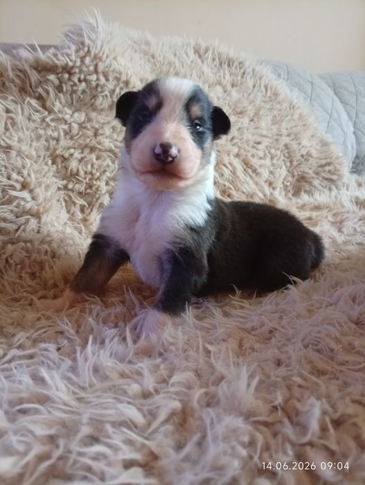 Owczarek szkocki collie