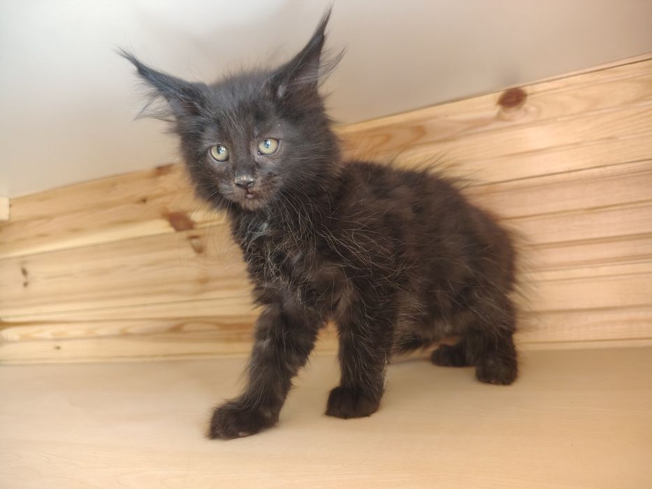Maine coon, olbrzymi kotek, kotek, kotka Maine coon