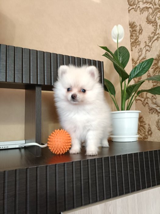 Плюшева біла трійця шукають родину!