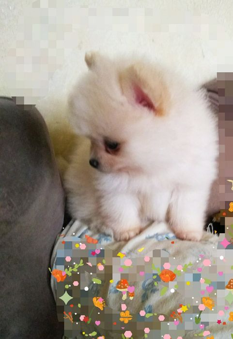 Щенки померанского шпица.