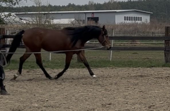 3-letnia klacz