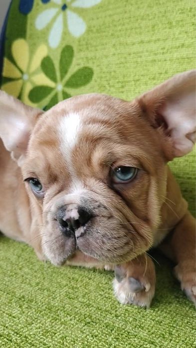 Bulldog francês macho  metle exirico