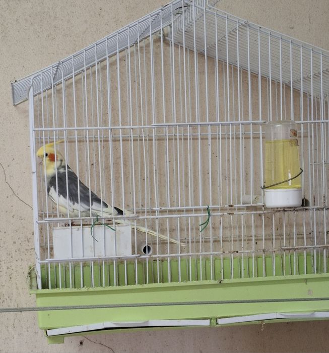 Aratinga sol domésticada,  ring neck violeta , casal caturras mutação  , fêmea domésticada  e  4 gaiolas onde estão
