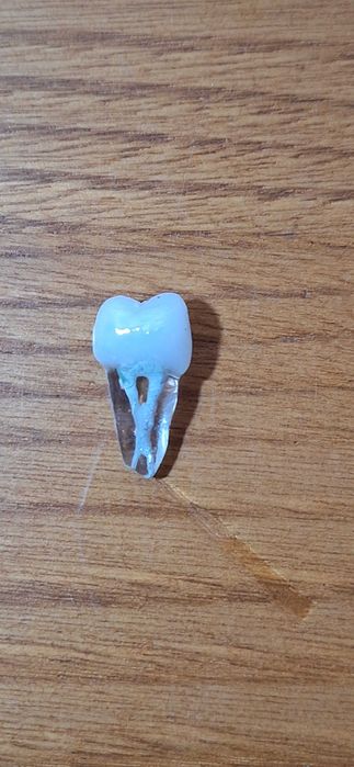 Modelos dentários para prática ENDODONTIA