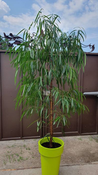 Фікус Алі Бінендійка