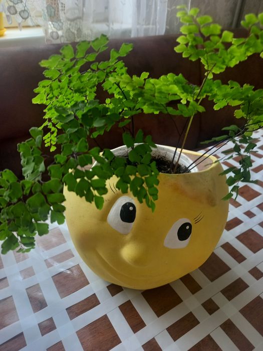 Продаю молоденькие кустики сингониума и венерин волос хлорофитум