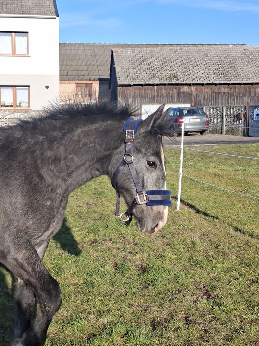 Siwa klaczka rasy ślaskiej