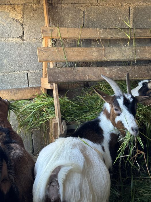 Vendo cabritas, uma está prenha