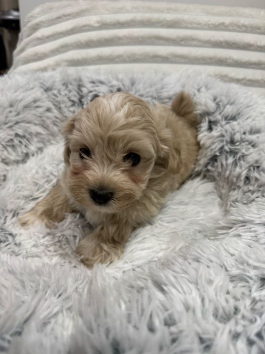 Maltipoo, pudel toy, maltańczyk