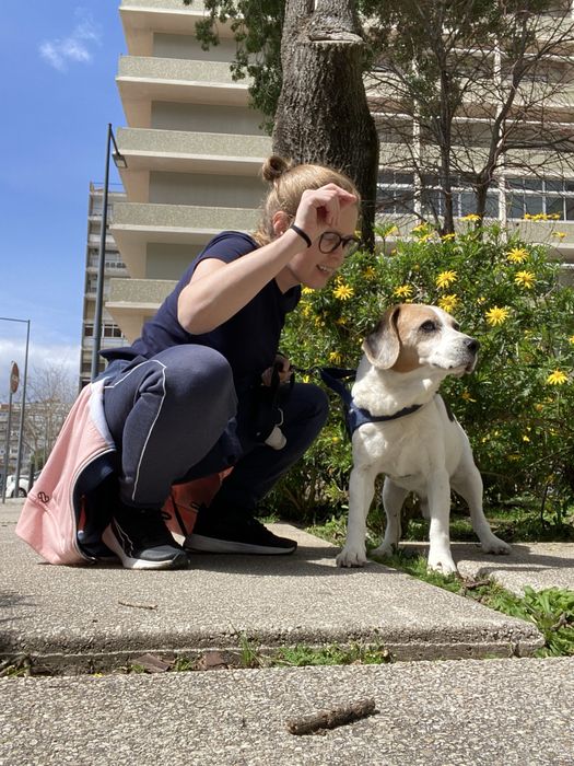 Dog Walking e Pet Sitting - Benfica