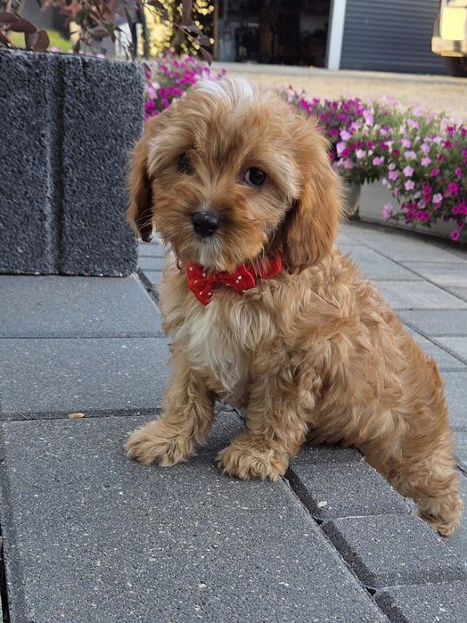 Cavapoo Sunia hybryda ras