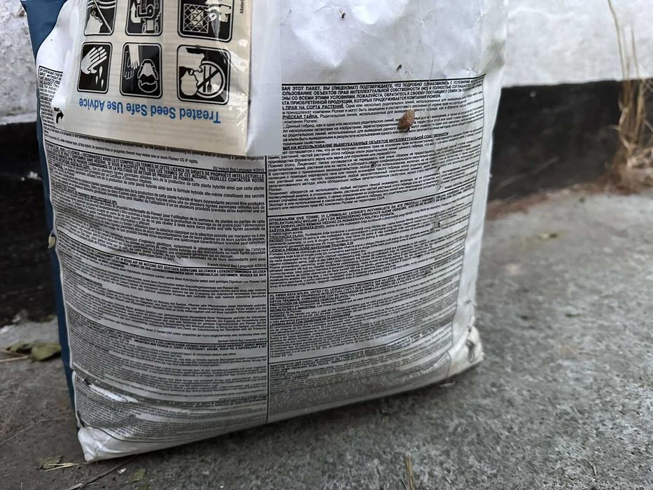 Рапс PR44D06 насіння озимого ріпаку