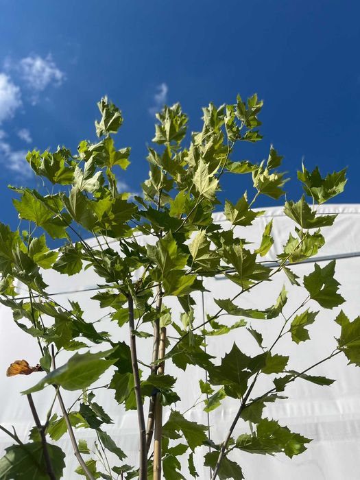 Platan klonolistny Platanus acerifolia - okazałe drzewa alejowe