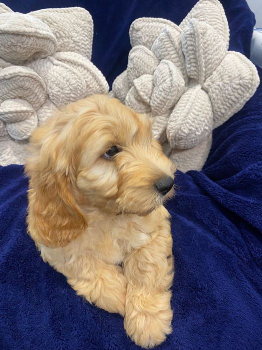 Sprzedam piękne cockapoo