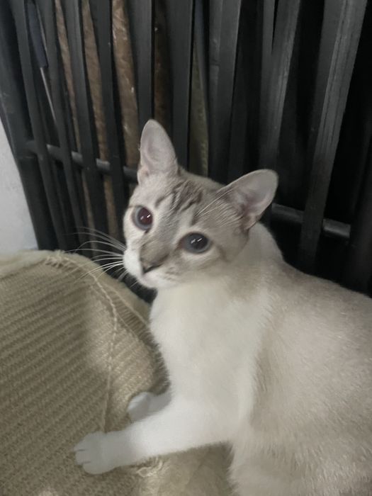 Gatinhos para adocao Fernao Ferro/Seixal