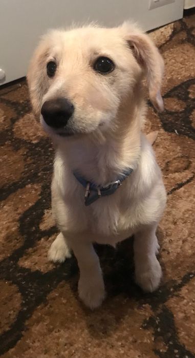 Щеня в добрі руки