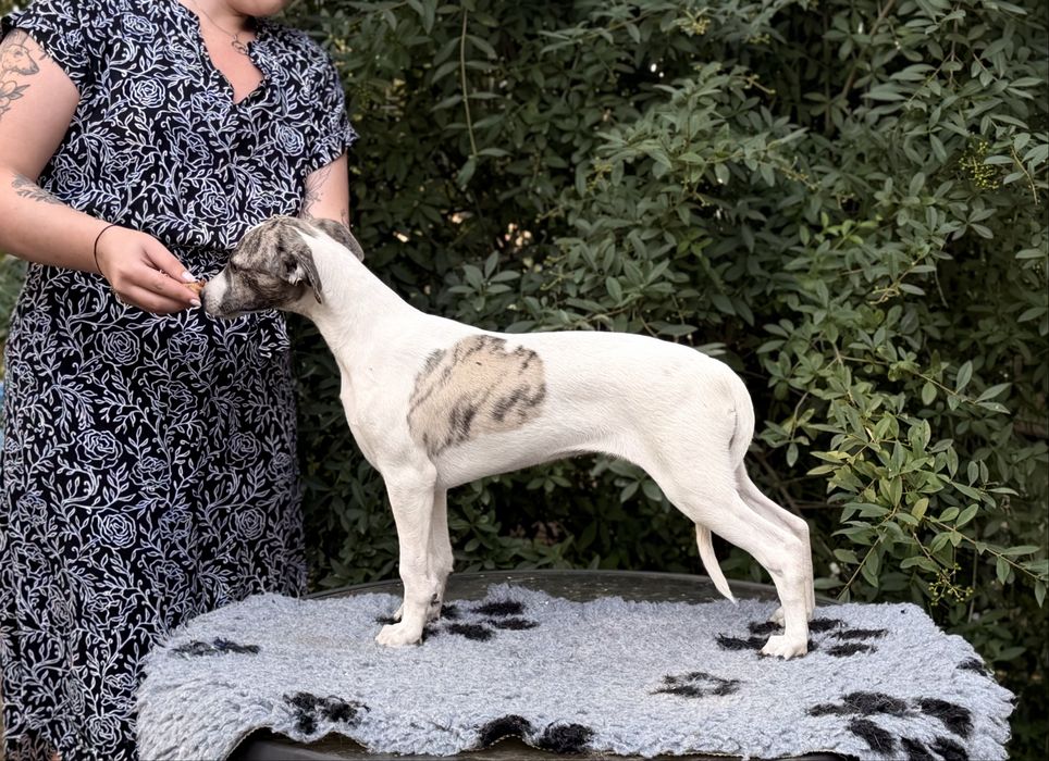 Whippet ZKwP/FCI