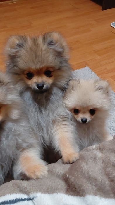 Померанські шпіценята міні