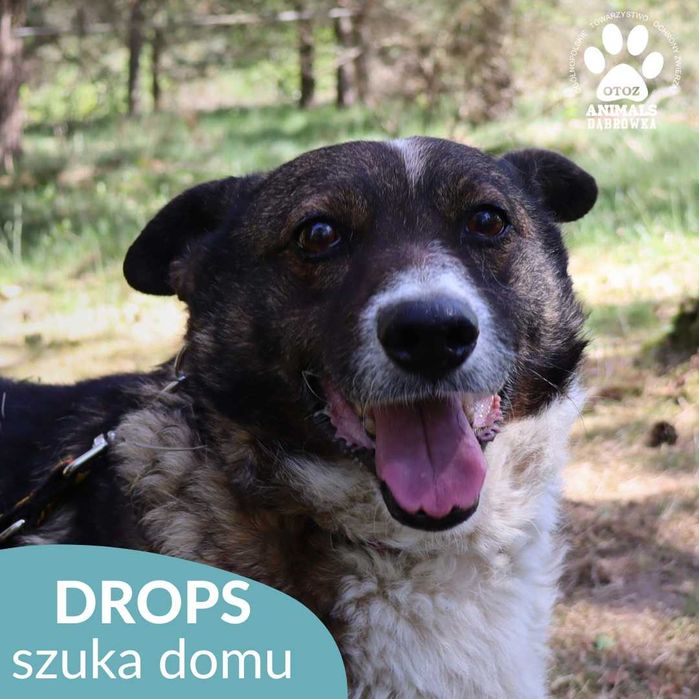 Słodziutki Drops szuka kochającego opiekuna!