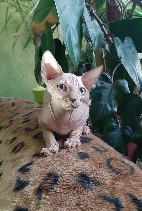 Канадский красавчик малыш