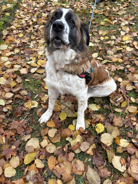 Malinka do adopcji Schronisko Sokołów Podl.