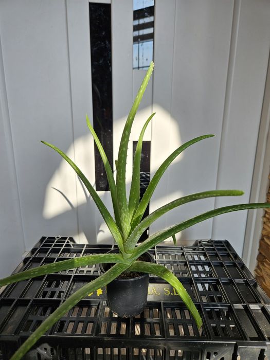 Хлорофитум очиститель воздуха, хлорофітум очищувач повітря, Хлорофітум