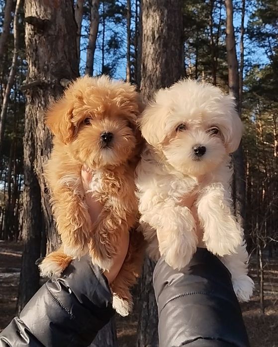 Мальтипу мальчики и девочки