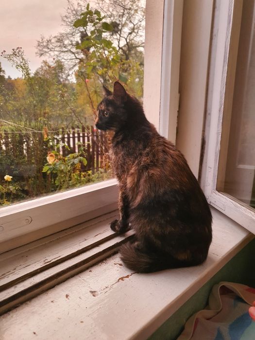 Mlody kotek, oddam za darmo