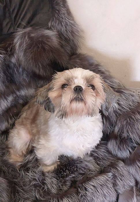 Дівчинка Ши - тцу