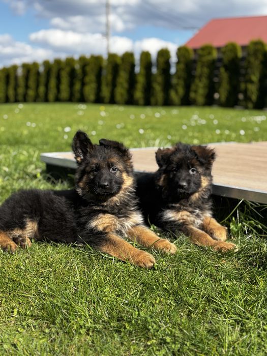 Owczarek Niemiecki Długowłosy