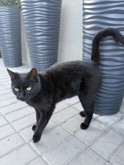 Oddam kotke w dobre ręce