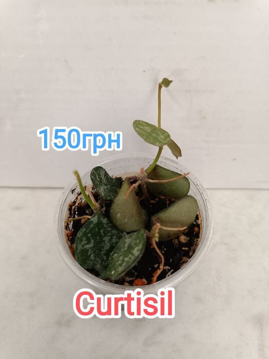 Хойя (Hoya) хойя