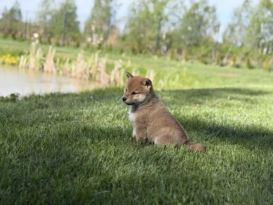 Shiba inu dsponivel